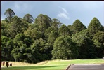 At the edge of Bunya pine forest